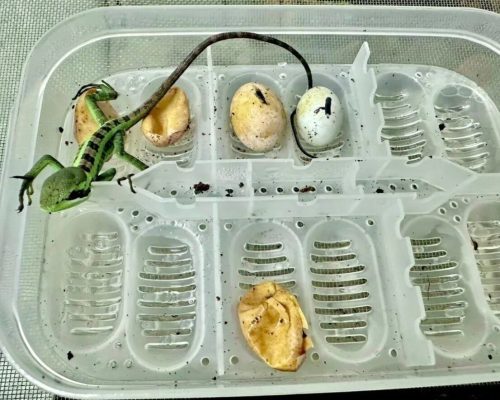 یک اتفاق نادر؛ تولد هشت مارمولک ایگوانا بدون وجود ایگوانای نر