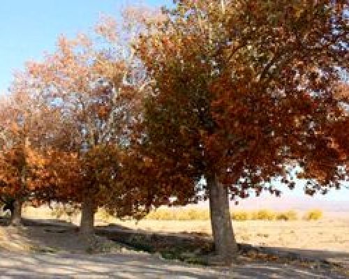 پاییز تهران خشک‌تر از تابستان خواهد بود/ بارش‌های مهرماه به یک میلی‌متر هم نرسید