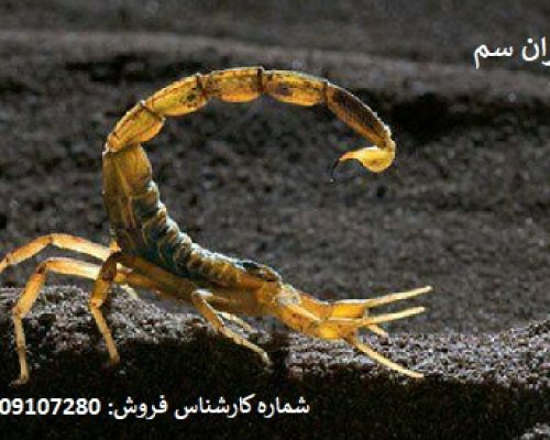 نابودی قطعی عقرب‌ها با سموم