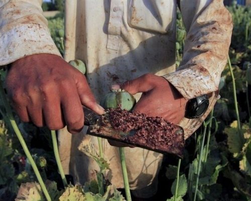 کاهش منابع خشخاش تهدیدی برای داروسازی ایران