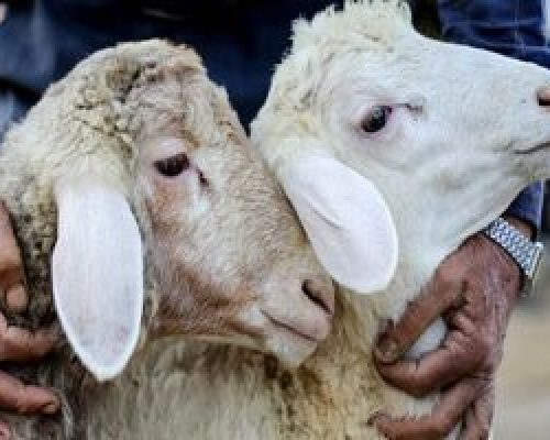 افزایش ۱۶۰ درصدی قیمت گوسفند زنده