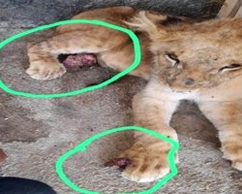 باغ‌وحش صفادشت پلمپ شد/ تصاویری تلخ از وضعیت اسفبار حیوانات