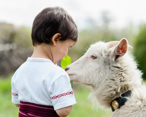 بزها می‌توانند شاد یا عصبی‌بودن انسان‌ را از طریق صدای فرد تشخیص دهند