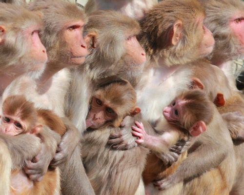 آسیب مغزی میمون های رزوس