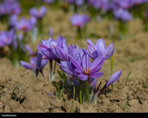 زهرای منوچهری: سهم ایران از بازار جهانی زعفران 250 میلیون دلار است