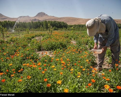 غفلت ایران از ظرفیت عظیم تولید داروهای گیاهی در کشور