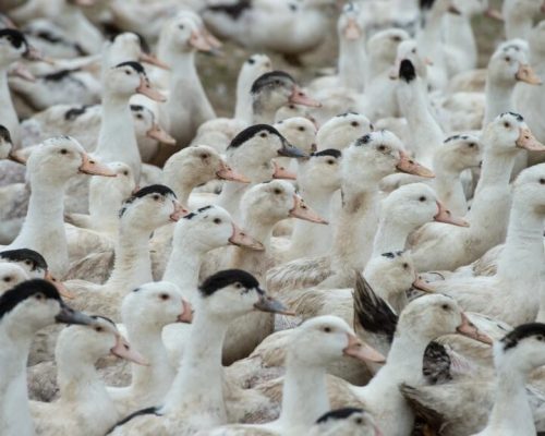 فرانسه میلیون‌ها اردک را با هدف مقابله با آنفولانزای پرندگان واکسینه می‌کند