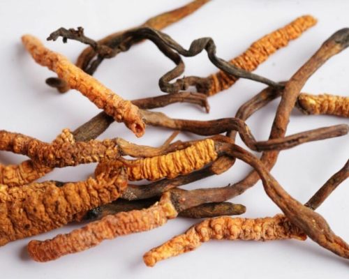 قارچ کرم ابریشم یک ماده خوراکی و دارویی محبوب در برخی کشورهای آسیایی است.