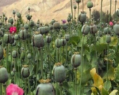 لزوم بازگشت ایران به کشت قانونی خشخاش برای تأمین مواد اولیه دارویی