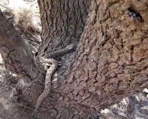 مشاهده یک گونه از سمی‌ترین مارهای جهان در روستای آگره بید