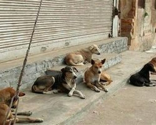 مشکل عقیم ‌سازی حیوانات ولگرد به دلیل کمبود دارو