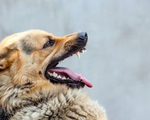 هشدار؛ فقط سگ ناقل بیماری هاری نیست