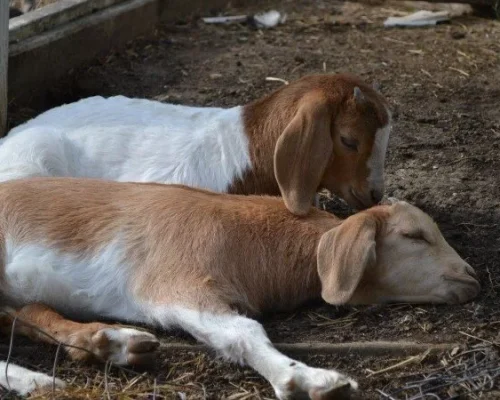 بز Goat