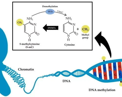 فرایند متیله‌شدن DNA